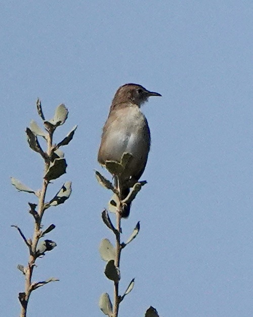 fan-tailed warbler